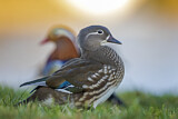 Image. Mandarin Duck