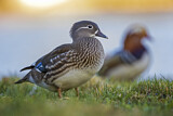 Image. Mandarin Duck