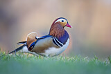 Image. Mandarin Duck