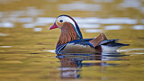 Image. Mandarin Duck