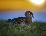 Image. Mandarin Duck