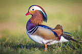 Image. Mandarin Duck