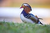 Image. Mandarin Duck