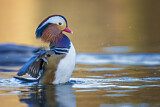 Image. Mandarin Duck