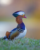 Image. Mandarin Duck