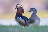 Image. Mandarin Duck