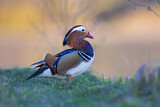 Image. Mandarin Duck