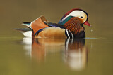 Image. Mandarin Duck
