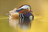 Image. Mandarin Duck