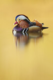 Image. Mandarin Duck