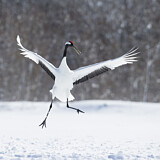 Image. Mandschurenkranich