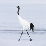 Image. Mandschurenkranich