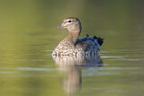 Image. Maned Duck