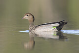 Image. Maned Duck