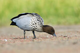 Image. Maned Duck