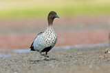 Image. Maned Duck