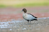Image. Maned Duck