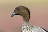 Image. Maned Duck