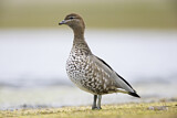 Image. Maned Duck