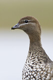 Image. Maned Duck