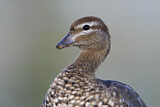 Image. Maned Duck
