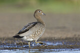 Image. Maned Duck
