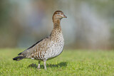Image. Maned Duck