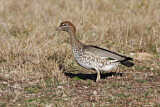 Image. Maned Duck