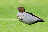 Image. Maned Duck