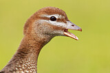 Image. Maned Duck