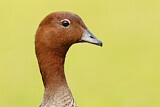 Image. Maned Duck