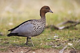 Image. Maned Duck