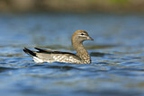 Image. Maned Duck