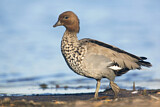 Image. Maned Duck