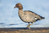 Image. Maned Duck