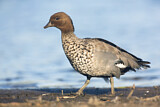 Image. Maned Duck