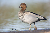 Image. Maned Duck