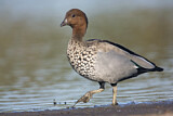 Image. Maned Duck