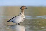 Image. Maned Duck