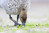 Image. Maned Duck