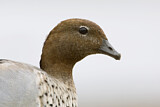 Image. Maned Duck