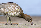 Image. Maned Duck