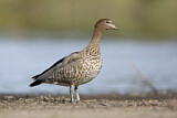 Image. Maned Duck