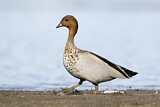 Image. Maned Duck