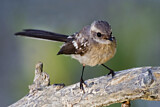Image. Mangrove Fantail