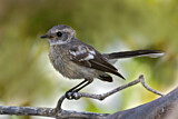 Image. Mangrove Fantail