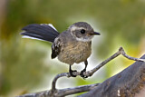 Image. Mangrove Fantail