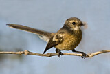 Image. Mangrove Fantail