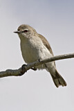 Image. Mangrove Gerygone