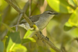 Image. Mangrove Gerygone